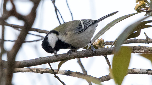 Great tit (Parus major)