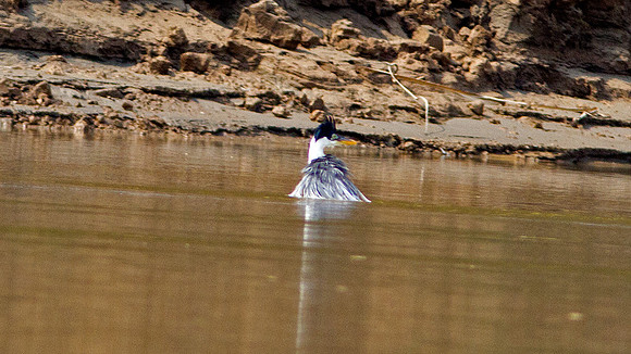 Cocoi Heron (Ardea cocoi)