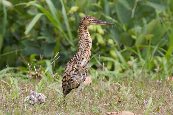 Rufescent Tiger Heron (Tigrisoma lineatum)