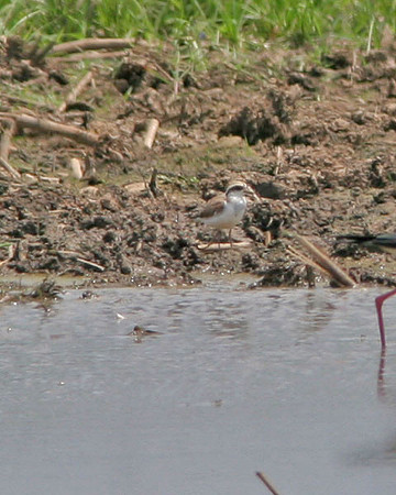 Black-fronted Dotterel (Elseyornis melanops)