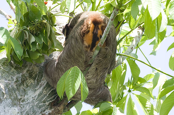 Three-toed Sloth