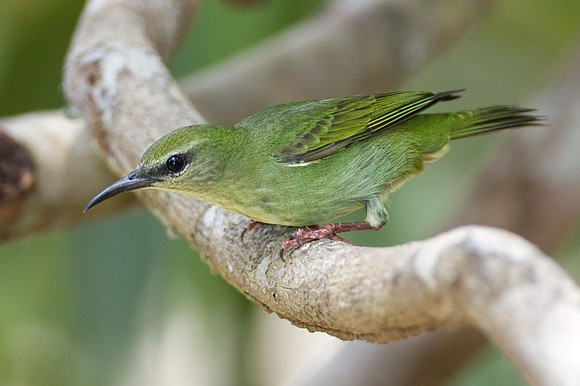 Red-legged Honeycreeper (Cyanerpes cyaneus) female