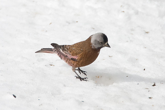 Gray-crowned Rosy-finch (Leucosticte tephrocotis)