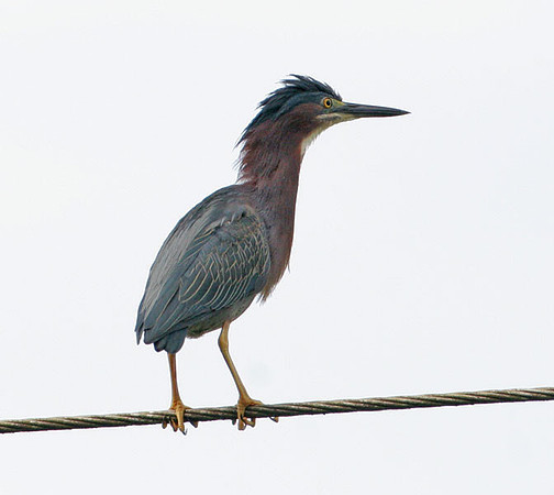 Green Heron (Butorides virescens)