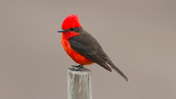 Vermilion Flycatcher (Pyrocephalus rubinus)