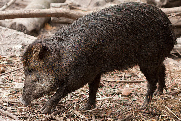 Bushpig (Potamochoerus larvatus) captive