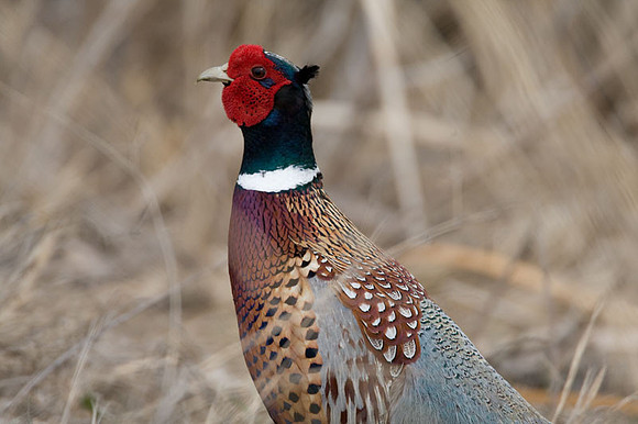 Ring-necked Pheasant (Phasianus colchicus) cock