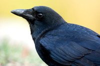 American Crow (Corvus brachyrhynchos)