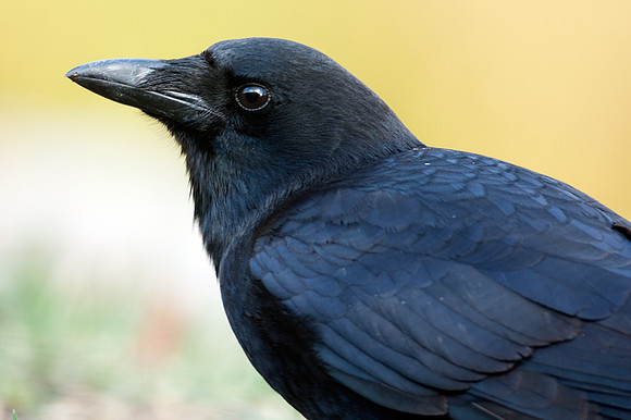 American Crow (Corvus brachyrhynchos)