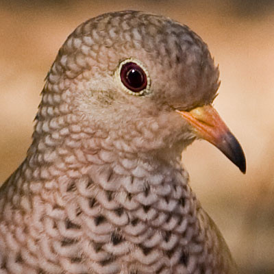 Common Ground Dove (Columbina passerina)