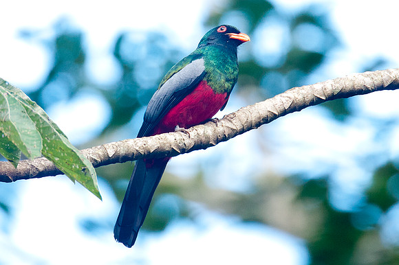 Slaty-tailed Trogon (Trogon massena)