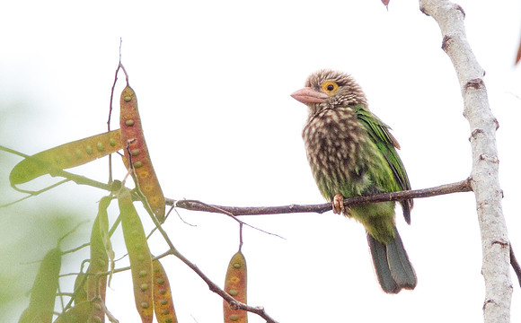 Lineated barbet (Psilopogon lineatus)