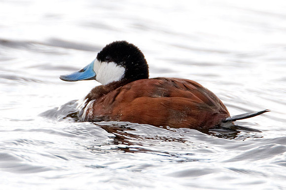 Ruddy Duck (Oxyura jamaicensis)