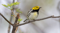 Black-throated Green Warbler (Dendroica virens)