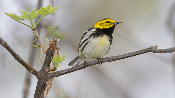 Black-throated Green Warbler (Dendroica virens)