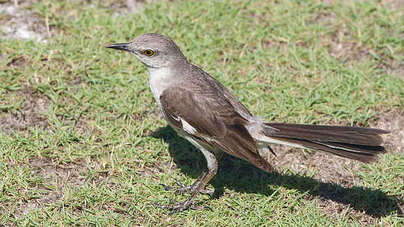 Tropical Mockingbird (Mimus gilvus)