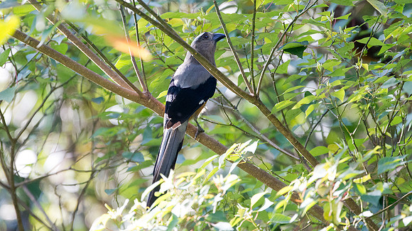 Bornean Treepie (Dendrocitta cinerascens)