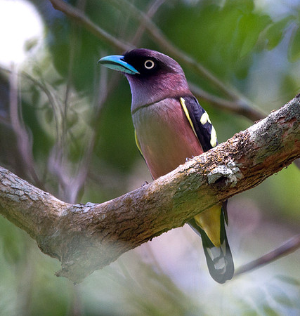 Banded broadbill (Eurylaimus javanicus) Male