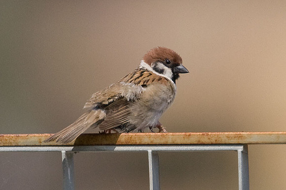 Eurasian Tree Sparrow (Passer montanus)