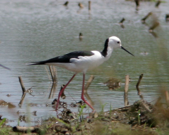 Black-winged Stilt (Himantopus himantopus) also known as Common Stilt