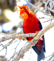 ʻIʻiwi (Vestiaria coccinea)