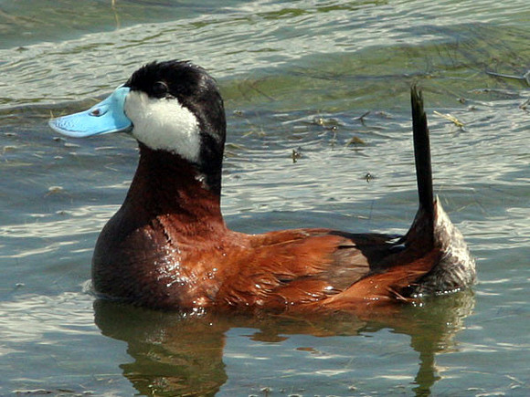 Ruddy Duck (Oxyura jamaicensis) male