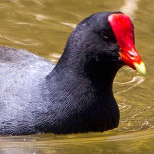 Common Gallinule (Gallinula galeata)