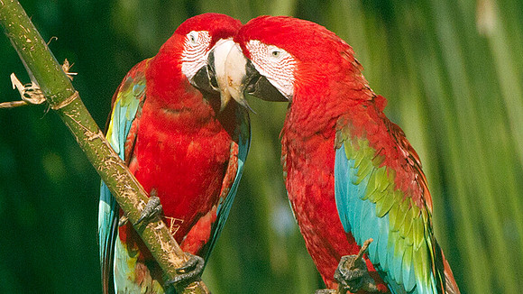Red-and-green Macaw (Ara chloropterus)