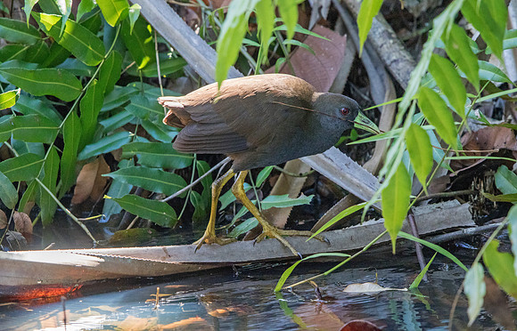 Plain bush-hen (Amaurornis olivacea)