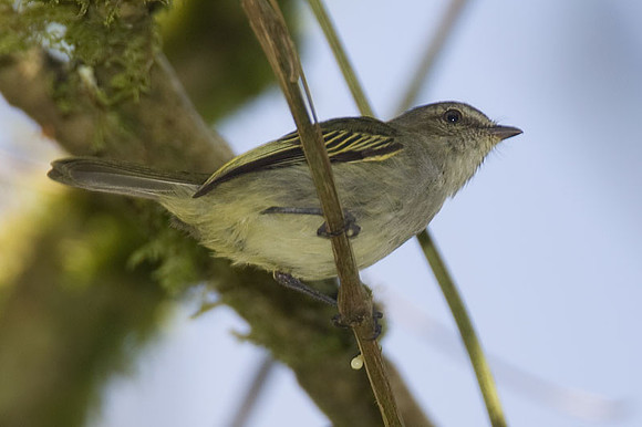 Paltry Tyrannulet (Zimmerius vilissimus) also known as Mistletoe Tyrannulet