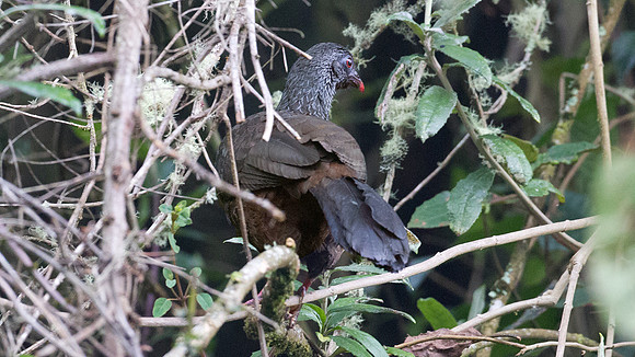 Andean Guan (Penelope montagnii)