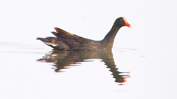 Common Moorhen (Gallinula chloropus)