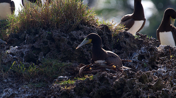 Brown Booby (Sula leucogaster)