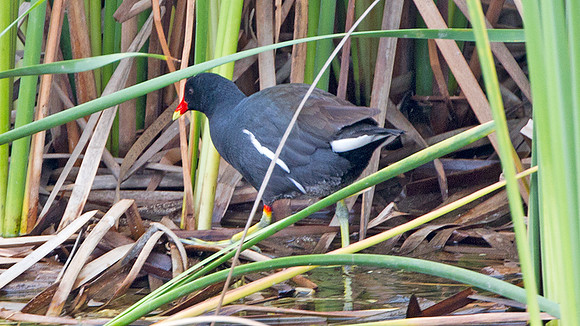 Common Gallinule (Gallinula galeata)