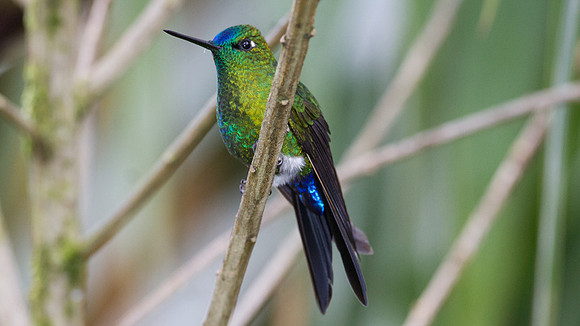 Sapphire-vented Puffleg (Eriocnemis luciani)