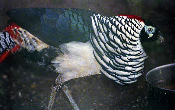 Lady Amherst's Pheasant (Chrysolophus amherstiae)