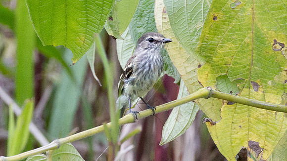 Bran-colored Flycatcher (Myiophobus fasciatus)