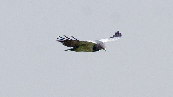 Black-chested Buzzard-Eagle (Geranoaetus melanoleucus)