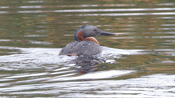 Great Grebe (Podiceps major)