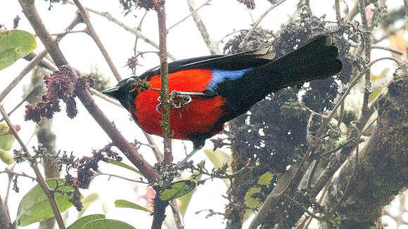 Scarlet-bellied Mountain-tanager (Anisognathus igniventris)