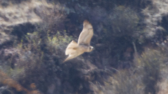 Variable Hawk (Buteo polyosoma)
