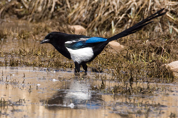 Black-billed Magpie (Pica hudsonia)