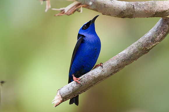 Red-legged Honeycreeper (Cyanerpes cyaneus) male