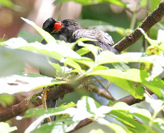Black-faced Solitaire (Myadestes melanops) juvenile and adult