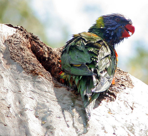 Rainbow Lorikeet (Trichoglossus haematodus)