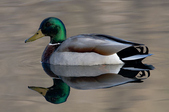 Mallard (Anas platyrhynchos) male