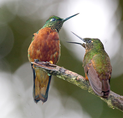 Chestnut-breasted Coronet (Boissonneaua matthewsii)
