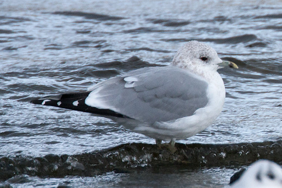 Common Gull (Larus canus)