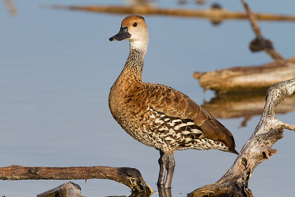 West Indian Whistling Duck (Dendrocygna arborea) also known as Black-billed Whistling Duck, Cuban Whistling Duck