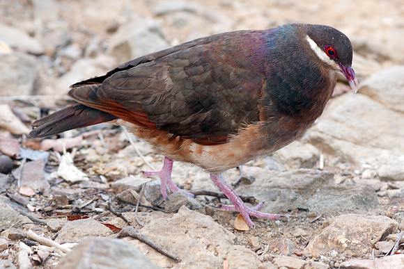 Bridled Quail-dove (Geotrygon mystacea)